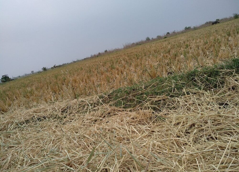 Danni alle coltivazioni agricole