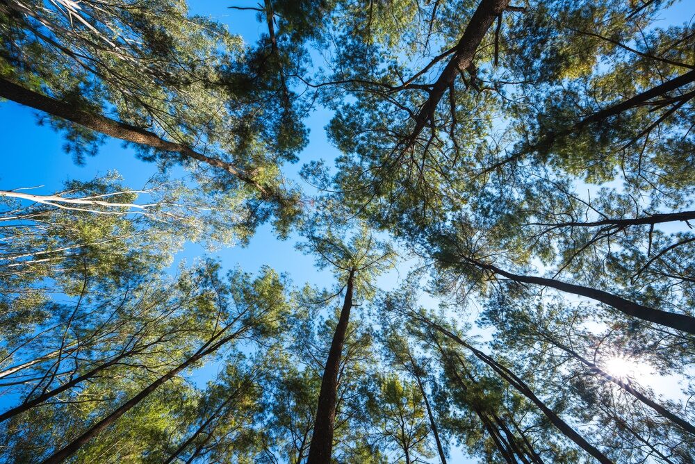 Alberi piantati in Italia
